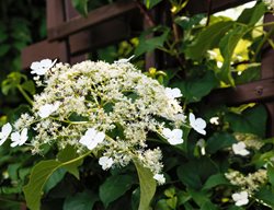 Climbing Hydrangea, Hydrangea Anomala, Vine With White Flowers
Shutterstock.com
New York, NY