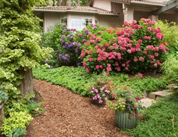 Climbing Hydrangea In Shade Garden, Front Yard Shade Garden
Garden Design
Calimesa, CA