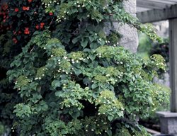 Climbing Hydrangea On Porch Post
Millette Photomedia
