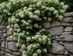 Climbing Hydrangea On Wall
Shutterstock.com
New York, NY
