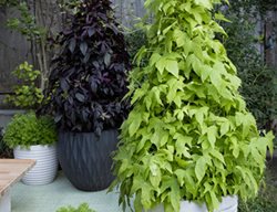 Climbing Ipomoea, Climbing Sweet Potato Vine
Proven Winners
Sycamore, IL