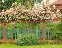 Climbing Rose Vertical Display
Garden Design
Calimesa, CA