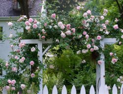 Climbing Roses On Arbor
Garden Design
Calimesa, CA