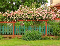 Climbing Roses On Fence
Garden Design
Calimesa, CA