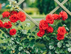 Climbing Roses On Trellis, Climbing Roses
Shutterstock.com
New York, NY
