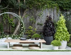 Climbing Sweet Potato Vine, Upside Ipomoea
Proven Winners
Sycamore, IL