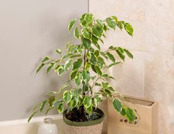 Cling On Samantha Weeping Fig, Ficus Benjamina
Proven Winners
Sycamore, IL