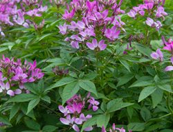 Clio Magenta Cleome, Cleome Hassleriana
Shutterstock.com
New York, NY