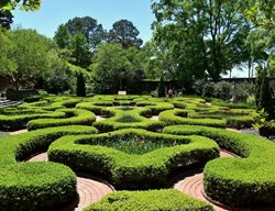 Clipped Boxwood, Boxwood Garden
Shutterstock.com
New York, NY