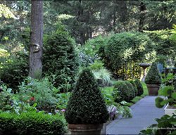Clipped Boxwood, First
Garden Design
Calimesa, CA