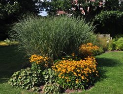 Cloud Nine Switchgrass, Panicum Virgatum
Millette Photomedia
