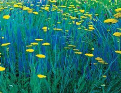 Clr1_gdapr06
Garden Design
Calimesa, CA