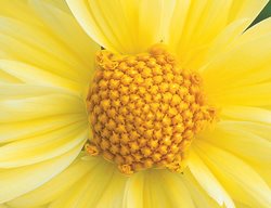 Clr12_gdapr06
Garden Design
Calimesa, CA