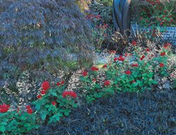 Clr13_gdapr06
Garden Design
Calimesa, CA