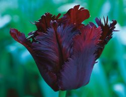 Clr14_gdapr06
Garden Design
Calimesa, CA