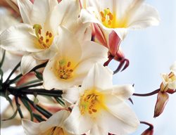 Clr3_gdapr06
Garden Design
Calimesa, CA