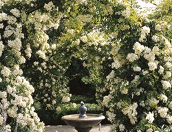 Clr4_gdapr06
Garden Design
Calimesa, CA