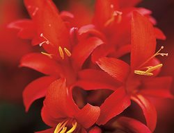 Clr6_gdapr06
Garden Design
Calimesa, CA