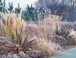 Clr7_gdapr06
Garden Design
Calimesa, CA