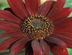 Clr8_gdapr06
Garden Design
Calimesa, CA