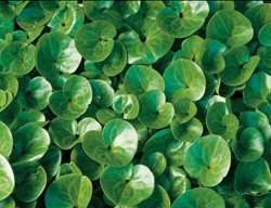 Clr9_gdapr06
Garden Design
Calimesa, CA