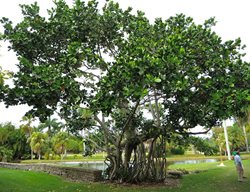 Clusia Rosea Tree, Autograph Tree
Flickr
