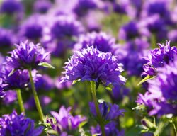 Clustered Bellflower, Campanula Glomerata
Shutterstock.com
New York, NY