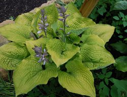 Coast To Coast Hosta, Chartreause Foliage, Shade Plant
Proven Winners
Sycamore, IL