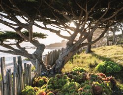 Coastal Garden, Succulent Garden
Garden Design
Calimesa, CA