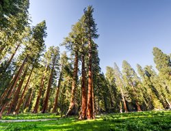 Coastal Redwood Trees, Sequoia Sempervirens
Shutterstock.com
New York, NY