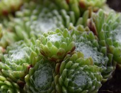 Cobweb Houseleek, Sempervivum Arachnoideum
Shutterstock.com
New York, NY