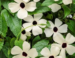 Coconut-A-Peel Thunbergia, White Flowering Vine
Proven Winners
Sycamore, IL