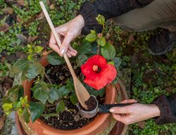 Coffee Ground Fertilizer
Shutterstock.com
New York, NY