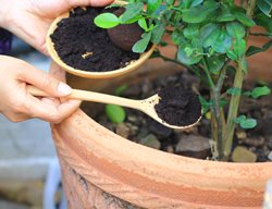 Coffee Grounds In Plants
Shutterstock.com
New York, NY