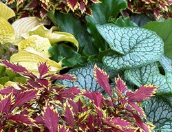 Coleus And Brunnera
Garden Design
Calimesa, CA