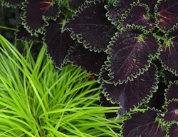 Coleus And Sedge Plants, Shade Plants
Garden Design
Calimesa, CA