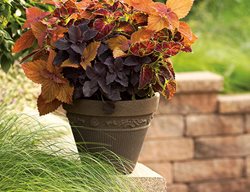 Coleus Container Combination, Colorblaze Sedona, Colorblaze Dipt In Wine, Colorblaze Dark Star
Proven Winners
Sycamore, IL