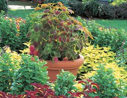 Coleus Garden, Coleus Planting
Atlock Farm
Somerset, NJ