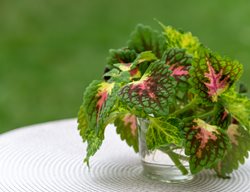 Coleus In Water
Shutterstock.com
New York, NY