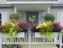 Coleus Window Boxes
Garden Design
Calimesa, CA