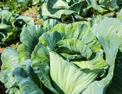 Collard Greens, Green Vegetable
Shutterstock.com
New York, NY