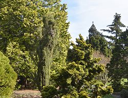 Collection Of Conifer Trees
Garden Design
Calimesa, CA