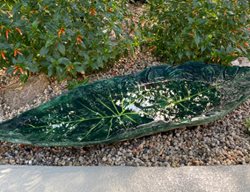 Colocasia Bird Bath, Green Bird Bath
Proven Winners
Sycamore, IL