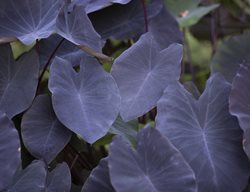 Colocasia Black Magic, Colocasia Esculenta
Shutterstock.com
New York, NY