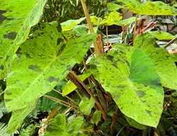 Colocasia, Elephant Ear Plant
Garden Design
Calimesa, CA