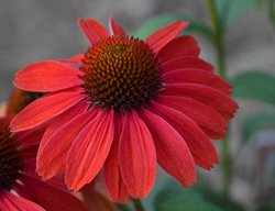 Color Coded Frankly Scarlet Coneflower, Echinacea
Proven Winners
Sycamore, IL