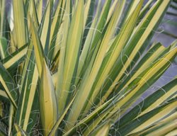 Color Guard Yucca, Yucca Filamentosa
Proven Winners
Sycamore, IL