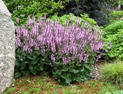Color Spires Pink Dawn Salvia, Salvia Hybrid, Pink Salvia
Proven Winners
Sycamore, IL