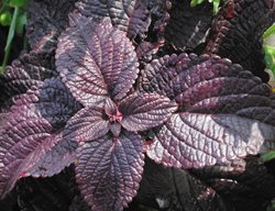 Colorblaze Dark Star Coleus, Purple Coleus, Solenostemon Scutellarioides
Proven Winners
Sycamore, IL