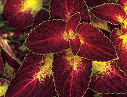 Colorblaze Dipt In Wine Coleus, Dipt In Wine, Coleus, Solenostemon Scutellarioides
Proven Winners
Sycamore, IL